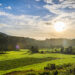 sunset in rice farm field thailand