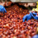 Grupo Altex, Agroalimentos. Expansion 500