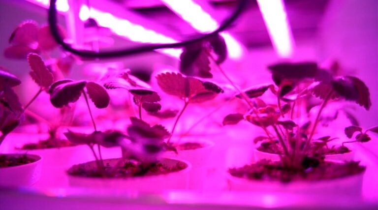 30-12-20-agricultura-800x445