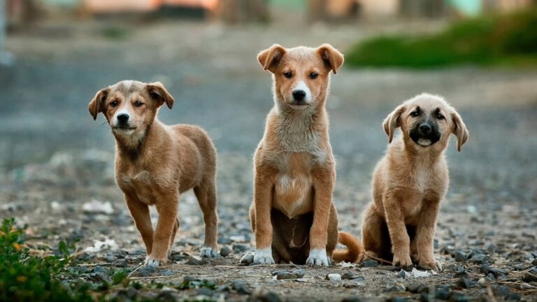perros
