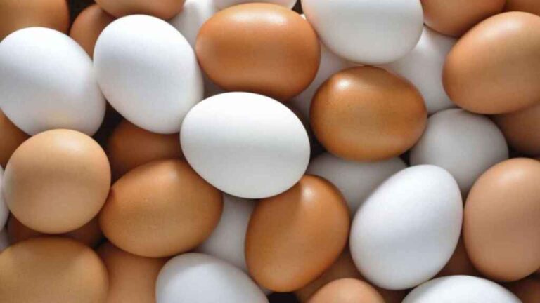 alimentacion-huevo-nutricion_410970417_127186275_1024x576
