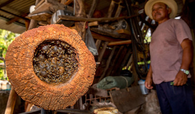 post_210113_AGRICULTURA_SENASICA_Incorpora_miel_melipona_y_productos_acu_colas_a_certificaci_n_org_nica-1