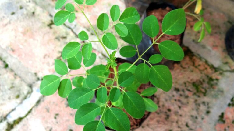 img_moringa-1280x720