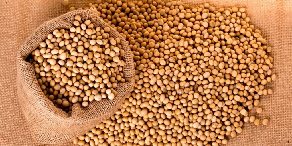 soya