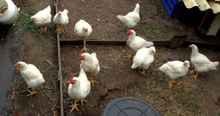 20200701094636broilers