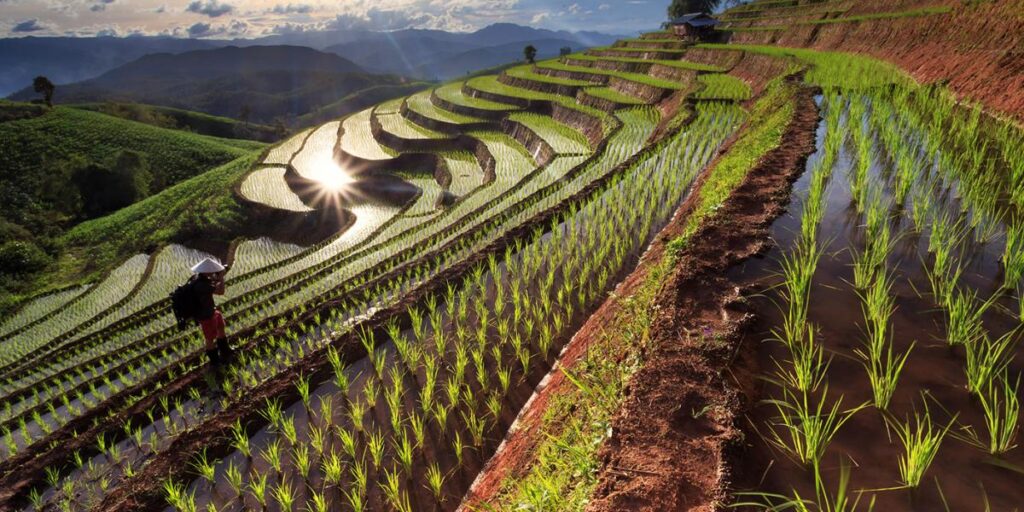Rice_terraces_crop