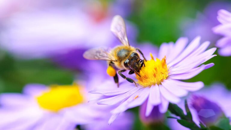 abejas-proteccion-1280x720x80xX