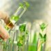 Close-up of small plants in test tubes