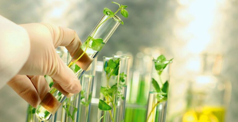 Small plants in test tubes