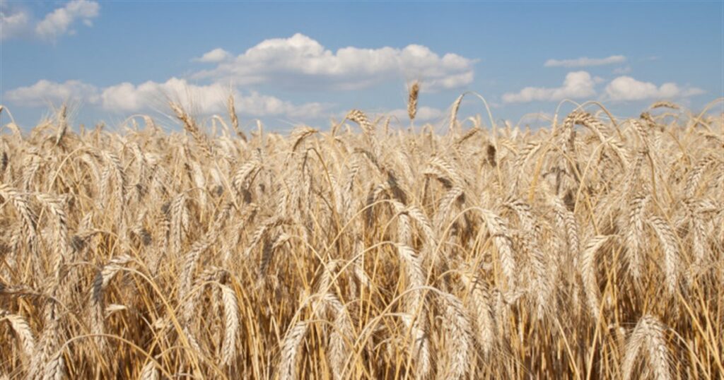 un-campo-de-cebada_f1fad3ed_1200x630