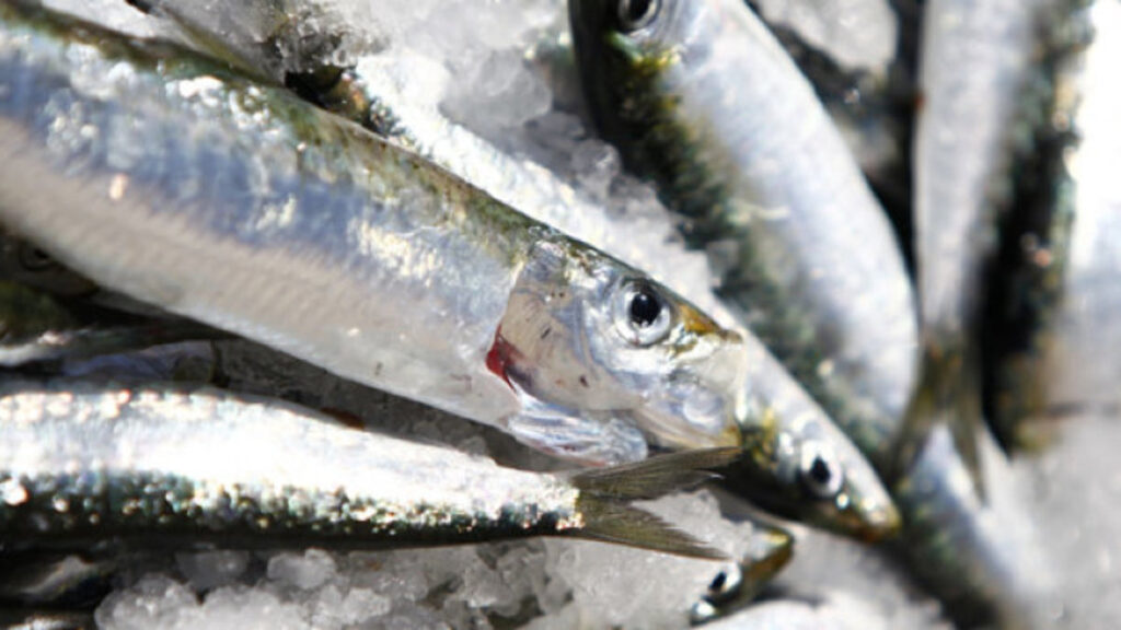la-sardina-el-pescado-veraniego