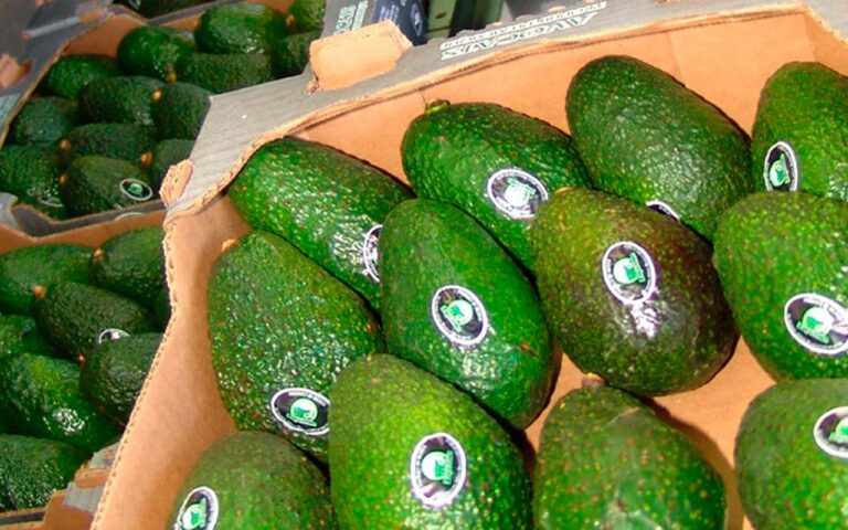 aguacate_cagarpa1