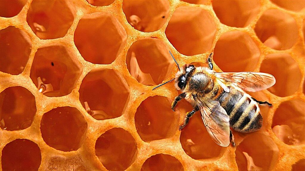 como-las-abejas-producen-la-miel-c