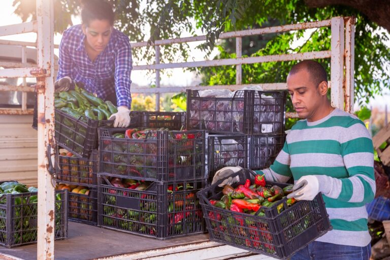 Man and woman load boxes of ripe bell peppers into the back of truck