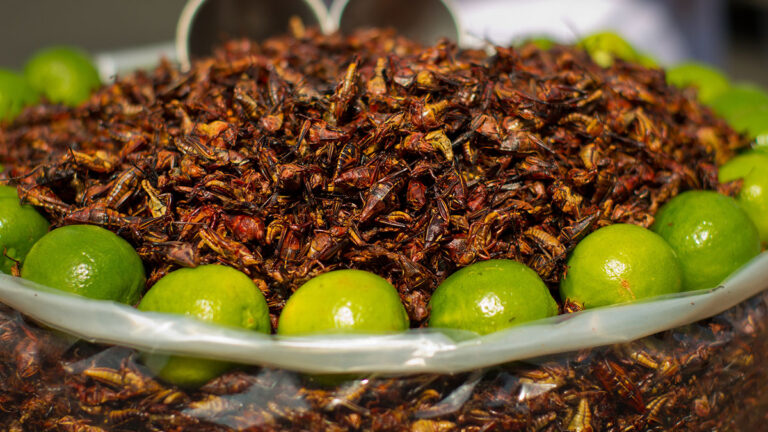 facebook-Insectos