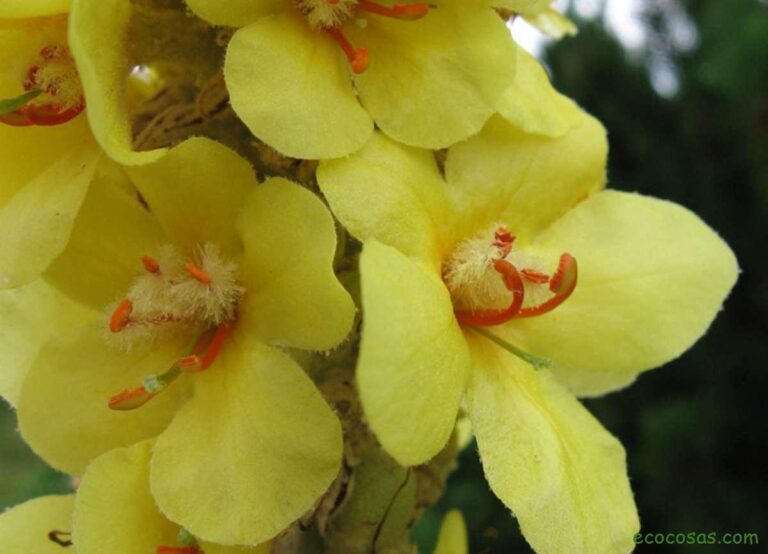 gordolobo-1