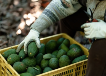 Para Luis Doporto la demanda es uno de los factores que han influido en los precios del aguacate.