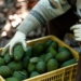 Para Luis Doporto la demanda es uno de los factores que han influido en los precios del aguacate.