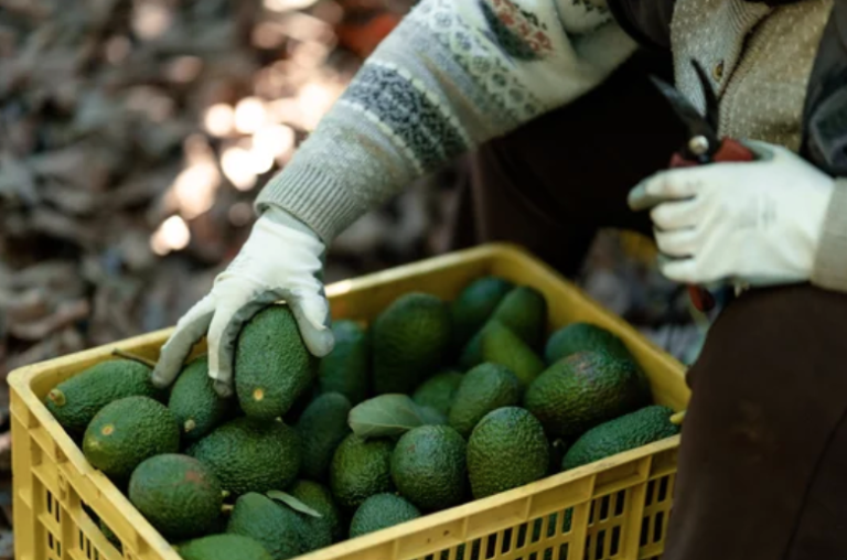 Para Luis Doporto la demanda es uno de los factores que han influido en los precios del aguacate.