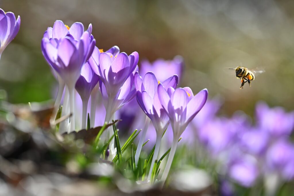 Abeja en vuelo acercándose a flores moradas para recolectar polen y néctar.