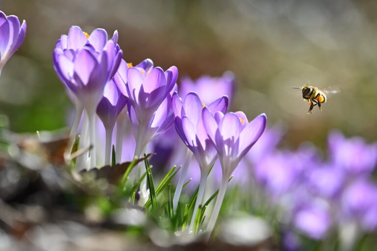 Abeja en vuelo acercándose a flores moradas para recolectar polen y néctar.