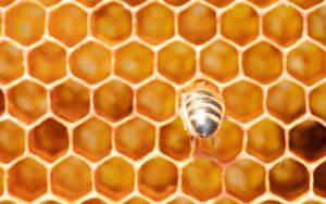 Vista cercana de una abeja dentro de un panal hexagonal lleno de celdas doradas.