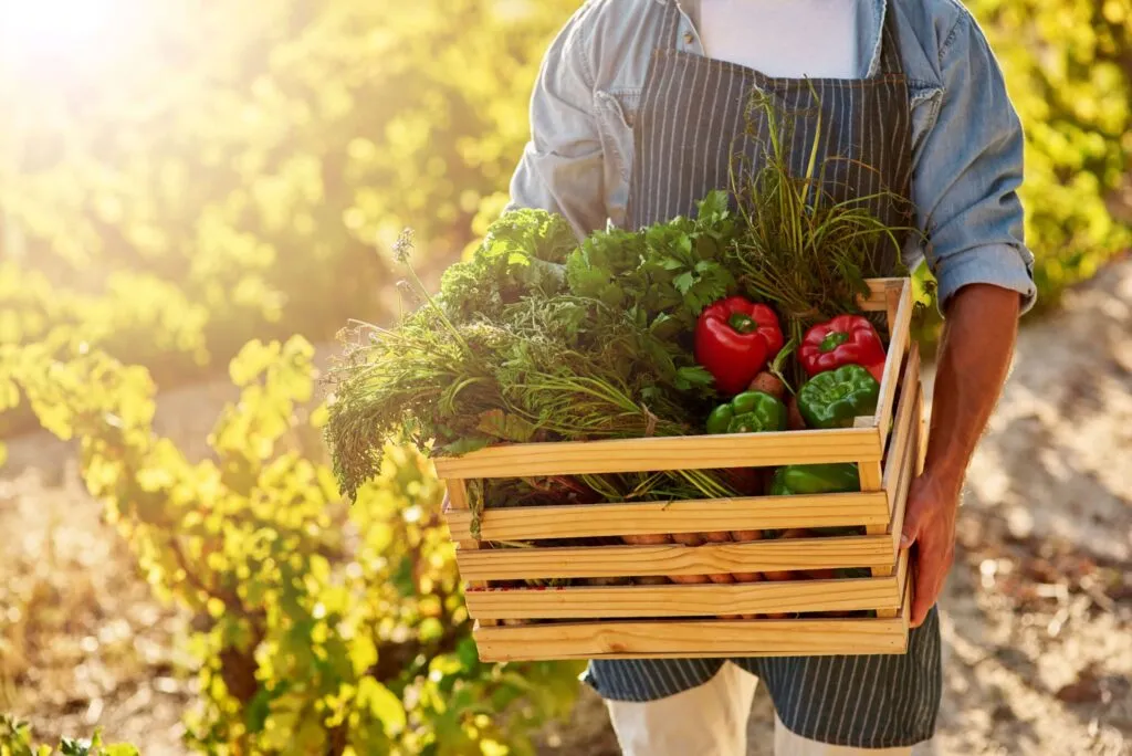 Persona sostiene una caja de vegetales frescos en un campo, simbolizando la dieta planetaria y la alimentación sostenible orientada a la salud global y al consumo responsable.