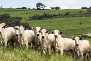 Varios ejemplares de ganado Nelore pastando en un campo verde, bajo un cielo parcialmente nublado.