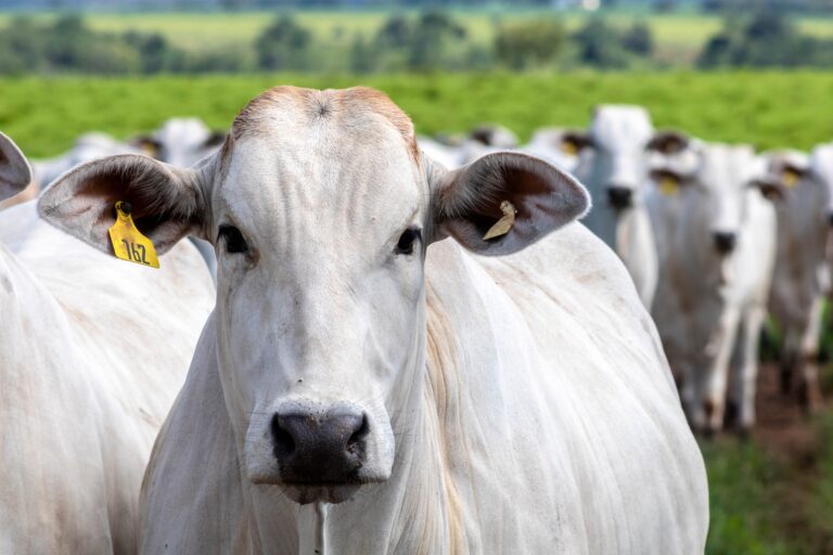 Rostro de un toro Nelore con arete amarillo de identificación, rodeado de otros ejemplares en segundo plano.