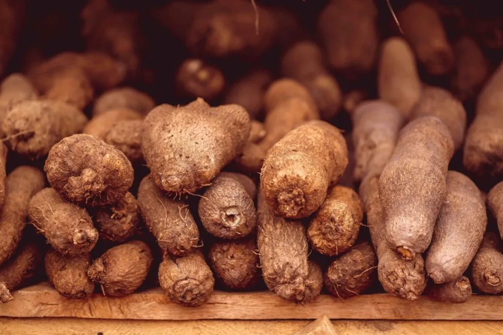 Camotes frescos con cáscara marrón rica en fibra y antioxidantes, alimento saludable para mejorar la digestión y la dieta