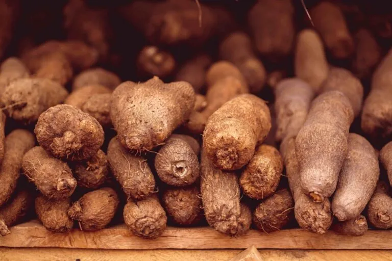 Camotes frescos con cáscara marrón rica en fibra y antioxidantes, alimento saludable para mejorar la digestión y la dieta