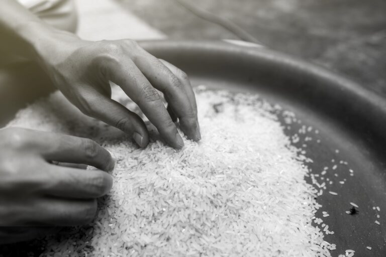 Manos humanas seleccionando granos de arroz en un recipiente, símbolo del esfuerzo global de la IAEA FAO y OMS para combatir la inseguridad alimentaria y mejorar la nutrición.