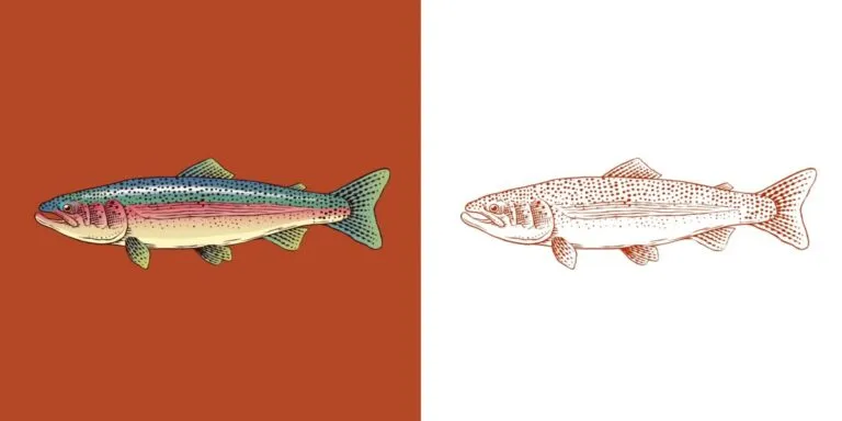 Ilustración editorial de trucha arcoíris mostrando detalle de nutrición sostenible en acuicultura, versión a color y esquema lineal sobre fondo dividido.