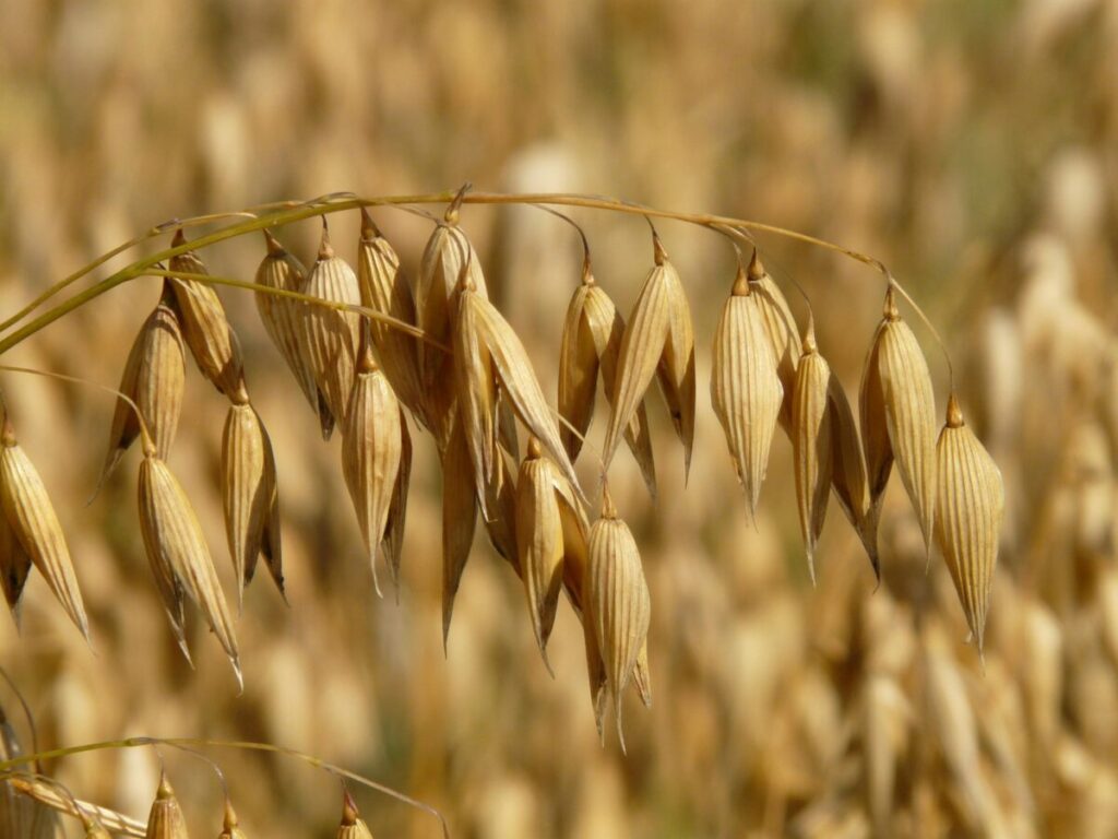 Fotografía de avena cultivada en Chile, destacando sus beneficios nutricionales y producción nacional