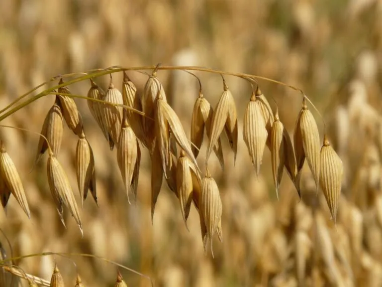 Fotografía de avena cultivada en Chile, destacando sus beneficios nutricionales y producción nacional