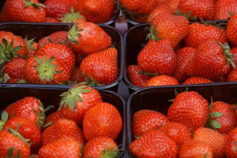 Fresas peruanas frescas y congeladas destacando sus beneficios nutricionales y el crecimiento en exportación
