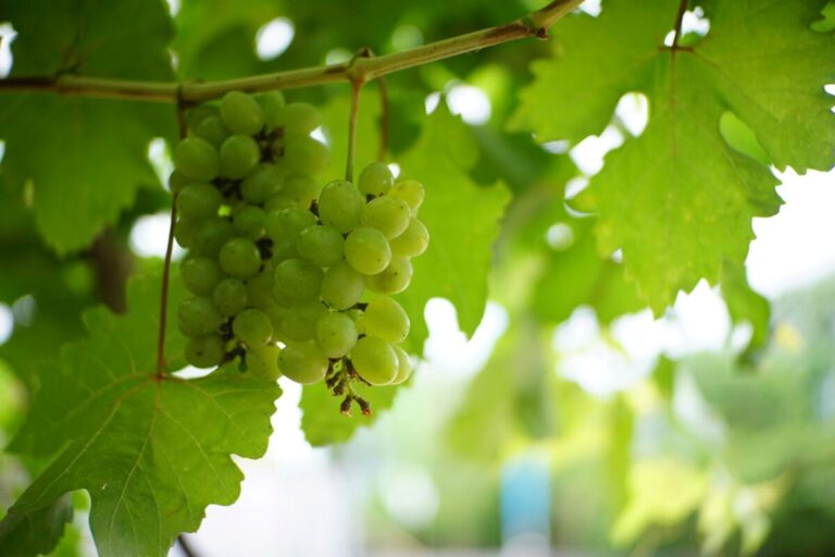 Ilustración de una nueva variedad de uva para vino cultivada en Japón, con enfoque en antioxidantes y sostenibilidad