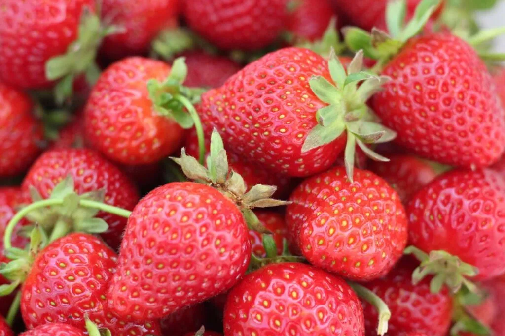 Canasta de fresas de Irapuato frescas, símbolo de calidad mundial y beneficios para la salud