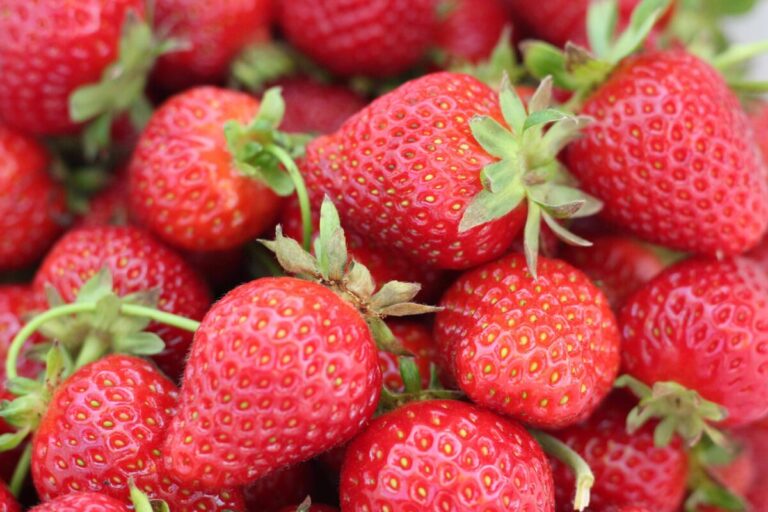Canasta de fresas de Irapuato frescas, símbolo de calidad mundial y beneficios para la salud