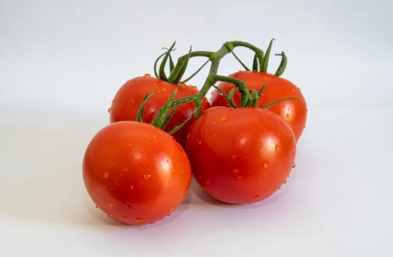 Tomates frescos con piel roja brillante, fuente de compuestos del tomate con beneficios antioxidantes y antiinflamatorios