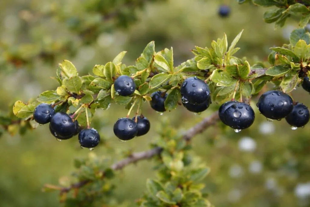 Fruto de calafate con propiedades antioxidantes naturales destacadas por estudio chileno