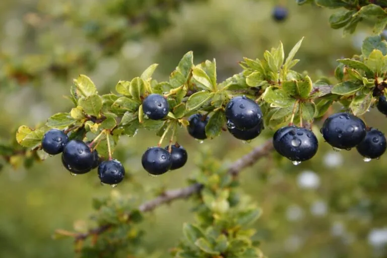 Fruto de calafate con propiedades antioxidantes naturales destacadas por estudio chileno