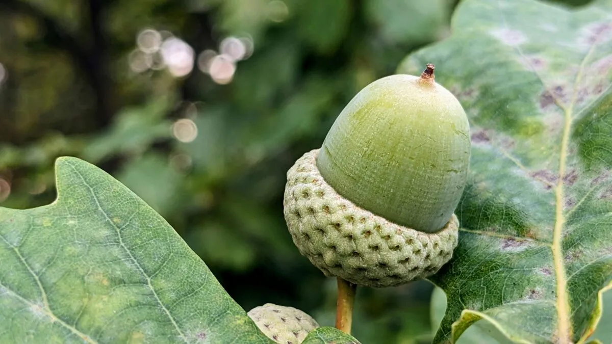 Bellotas frescas partidas, ricas en antioxidantes y grasas saludables, sobre fondo claro y natural
