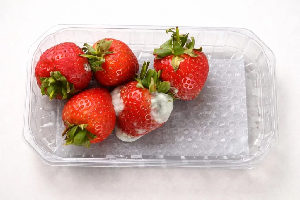 Fresas con moho visibles en un recipiente de plástico, ilustrando el tema de moho en alimentos y seguridad alimentaria