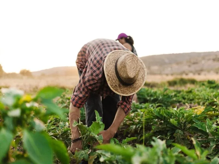 Compras públicas locales fortalecen la seguridad alimentaria mediante alimentos frescos de productores regionales.