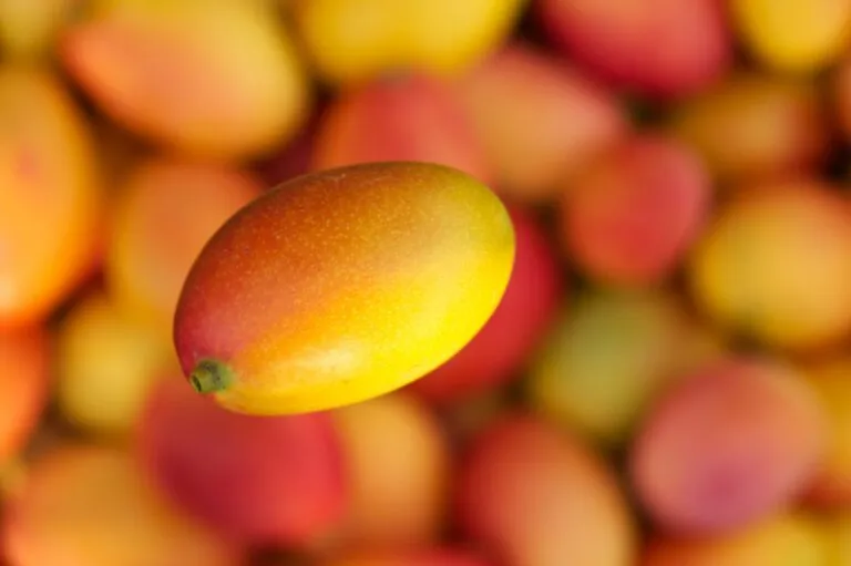 Mangos frescos cortados mostrando colores brillantes con foco en su jugosidad y frescura para una dieta saludable.