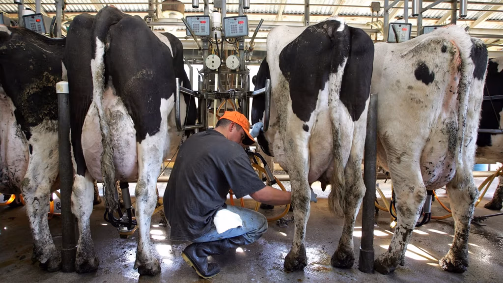 Trabajadores del sector lácteo en Wisconsin tras autorizar huelgas contra Actus Nutrition y Foremost Farms