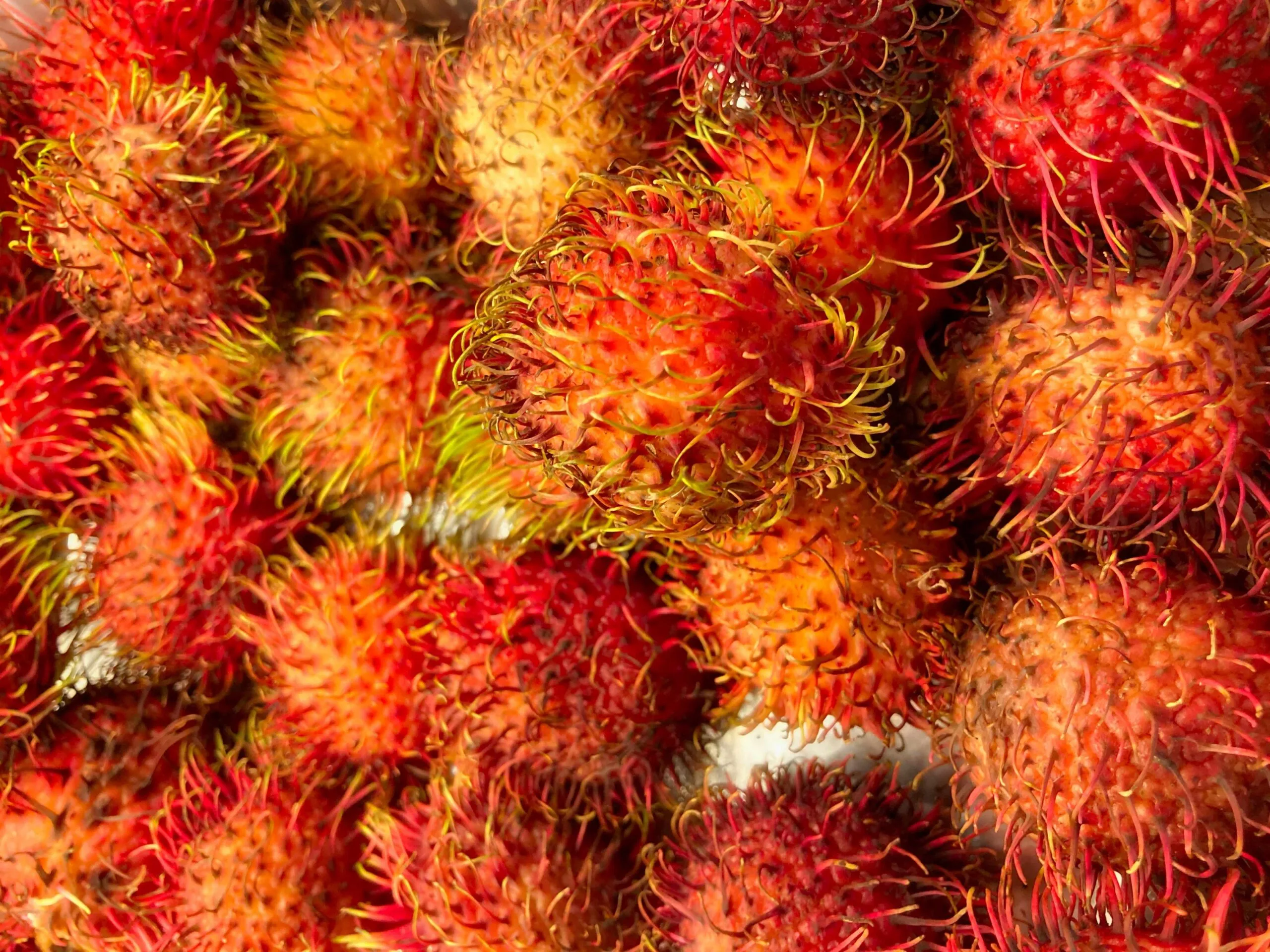 Platos de rambután fresco mostrando colores vibrantes y sugiriendo nutrición saludable