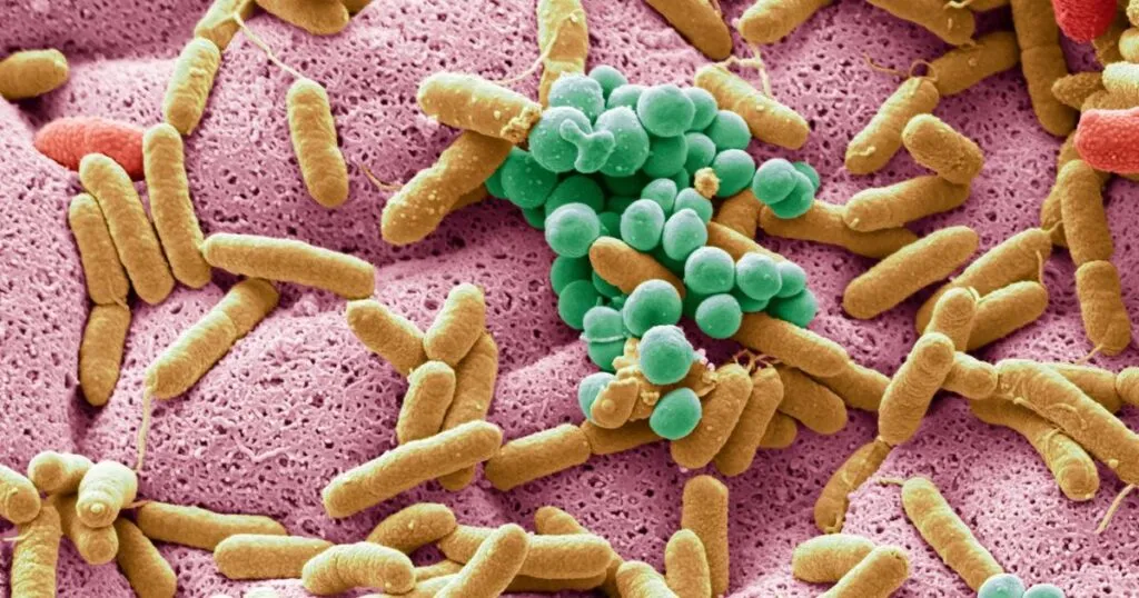 Variedad de frutas, verduras, legumbres y yogur natural como apoyo a la microbiota intestinal y salud digestiva