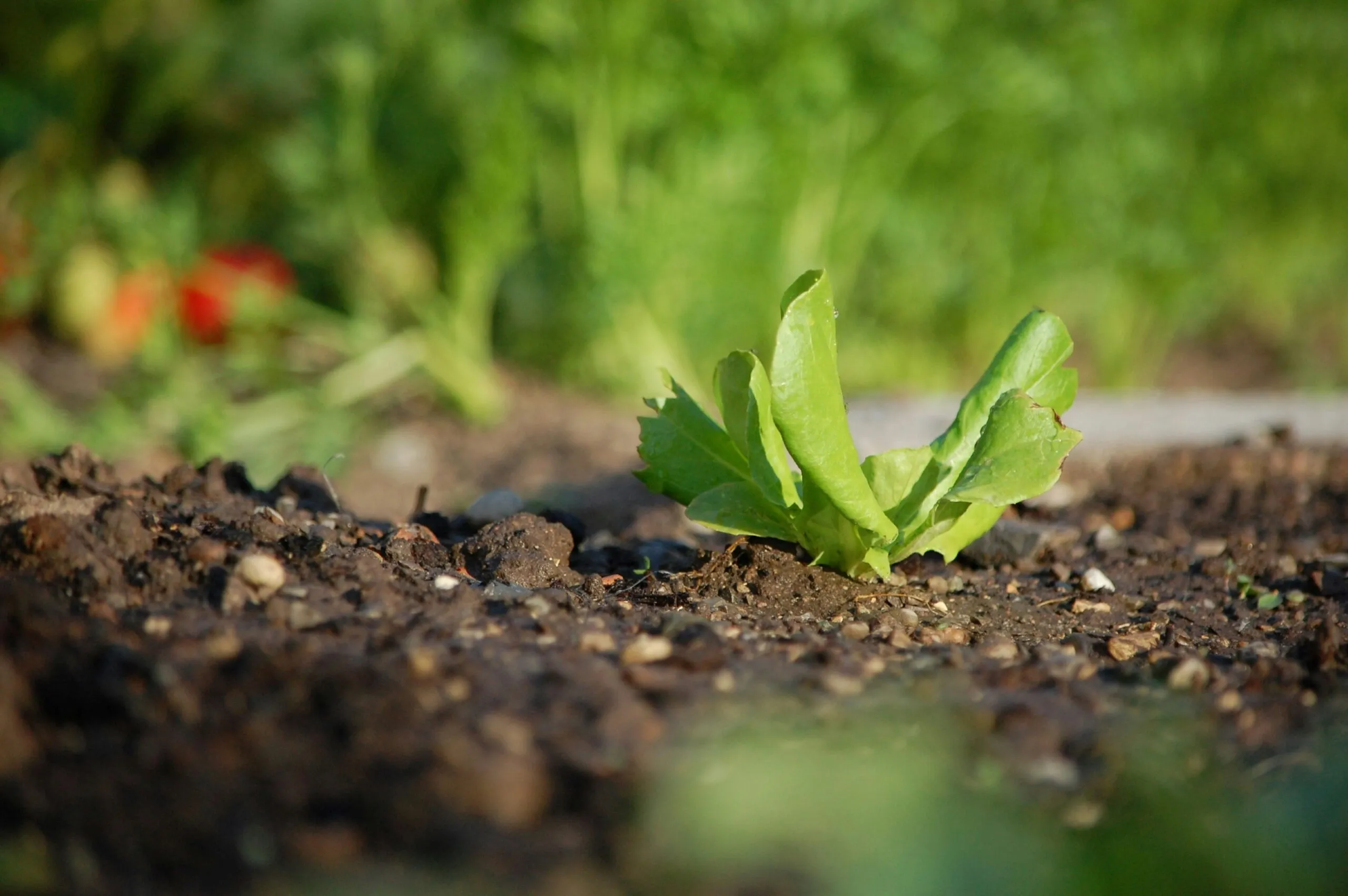 Campo de maíz con suelo cubierto y vegetación mostrando prácticas de agricultura regenerativa para producción sostenible